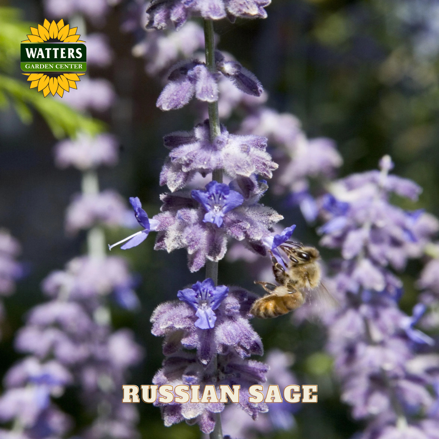Russian Sage flower with a bee and Watters Garden Center logo.