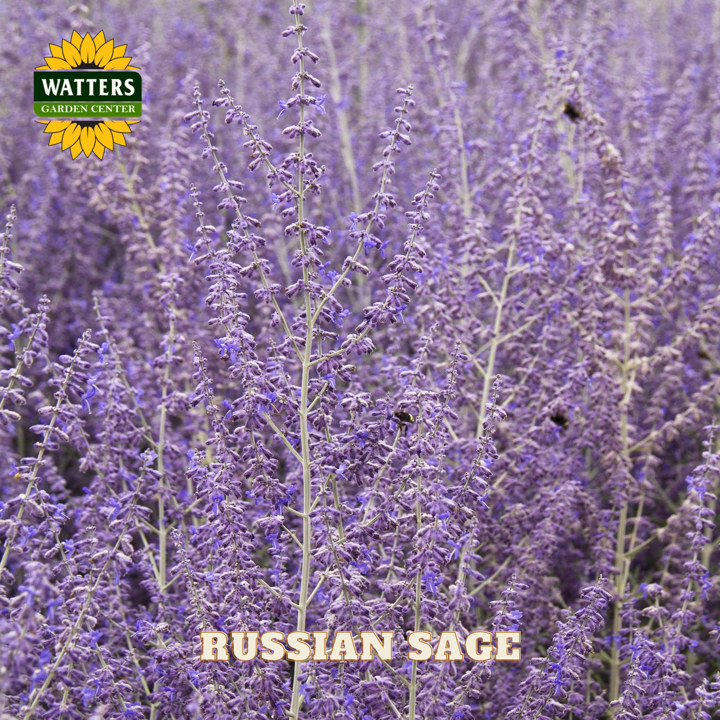 Russian Sage flowers with Watters Garden Center logo