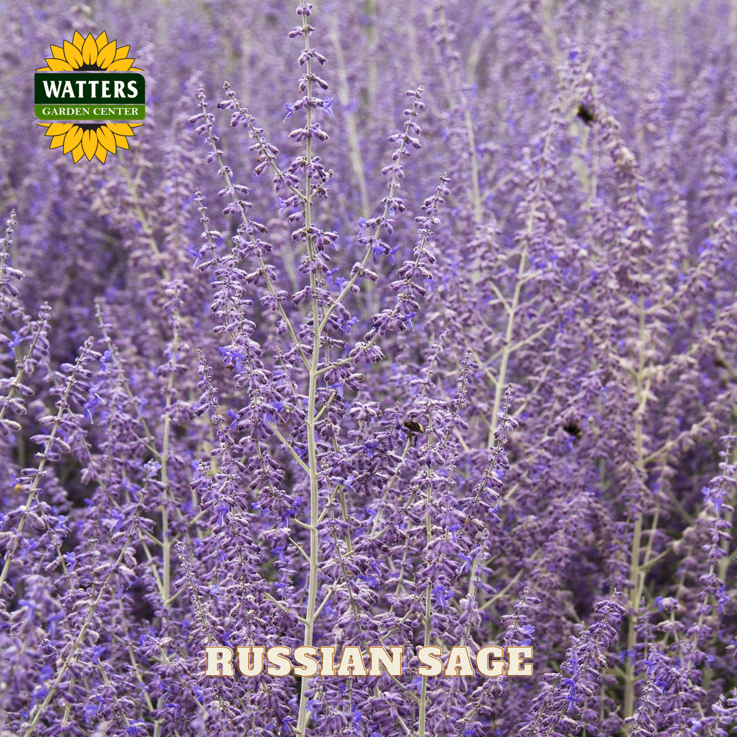 Russian Sage flowers with Watters Garden Center logo