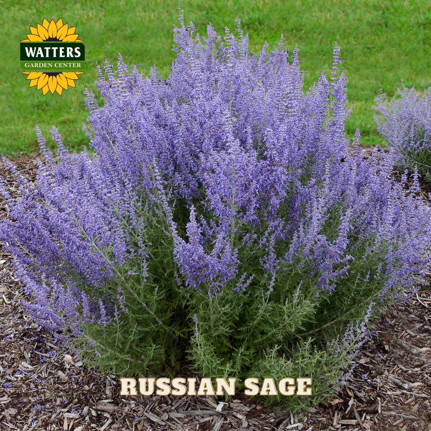 Russian Sage plant with a Watters Garden Center logo in the corner.