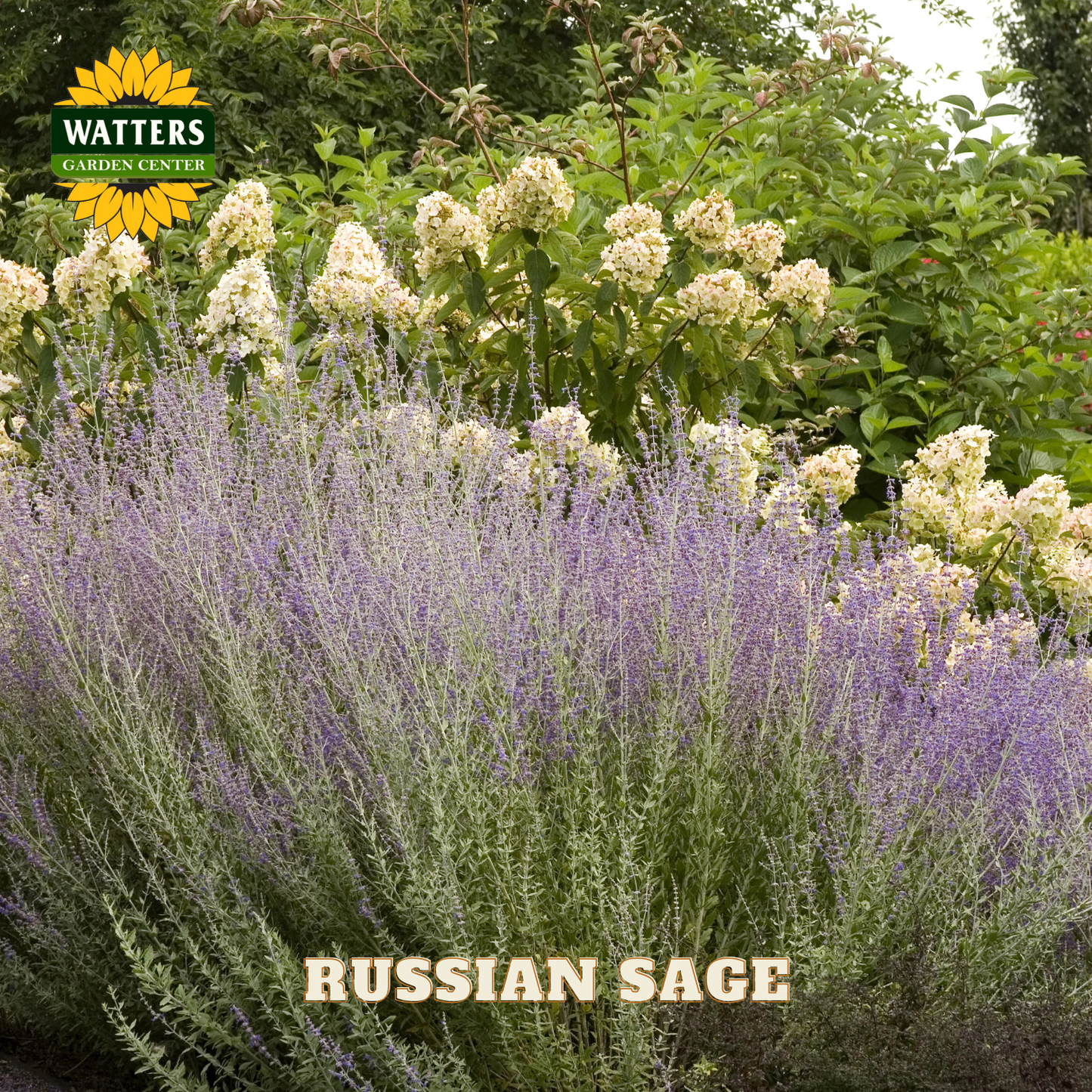 Russian Sage plant with white flowers in a garden setting, featuring Watters Garden Center logo.