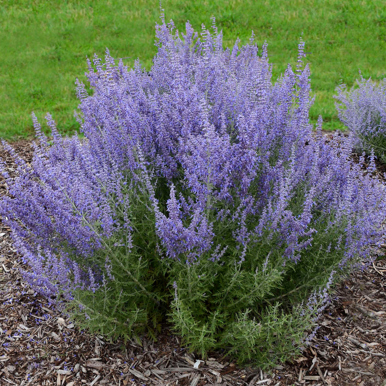 Bouquet of lavender plants with green grass in the background