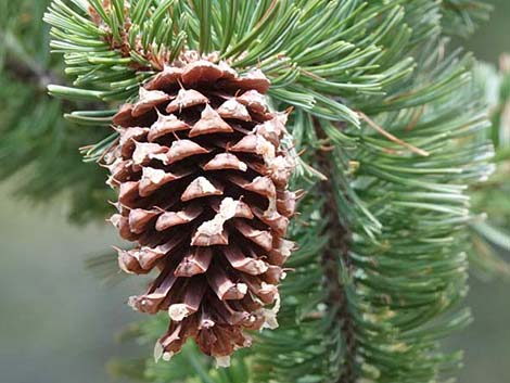 BRISTLECONE PINE TREE