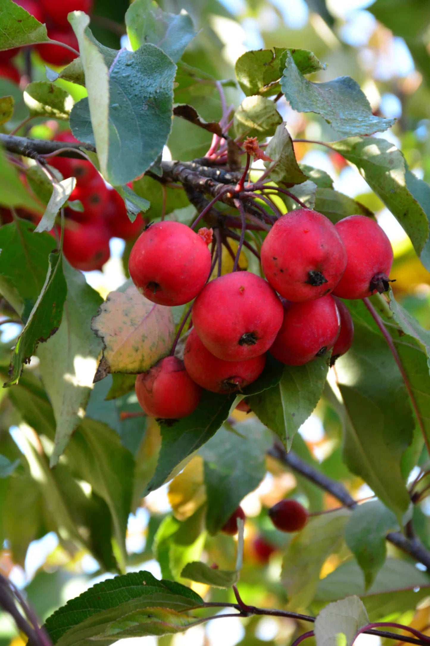 RADIANT CRABAPPLE TREE 10gal