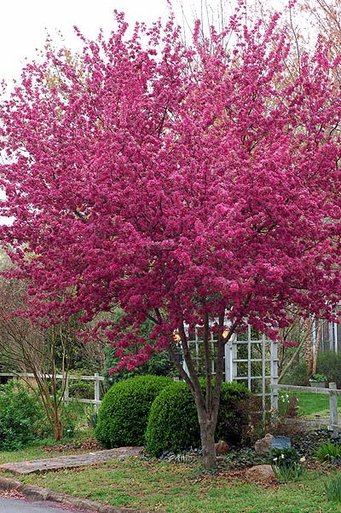 RADIANT CRABAPPLE TREE 10gal