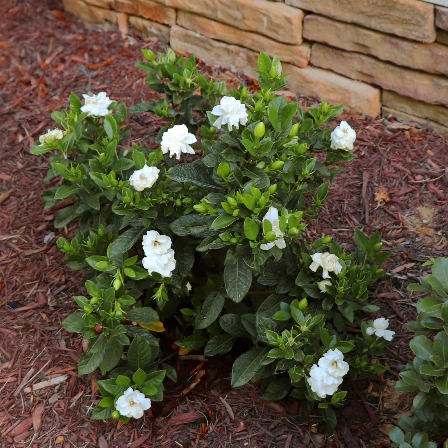 SWEET STAR GARDENIA 2gal