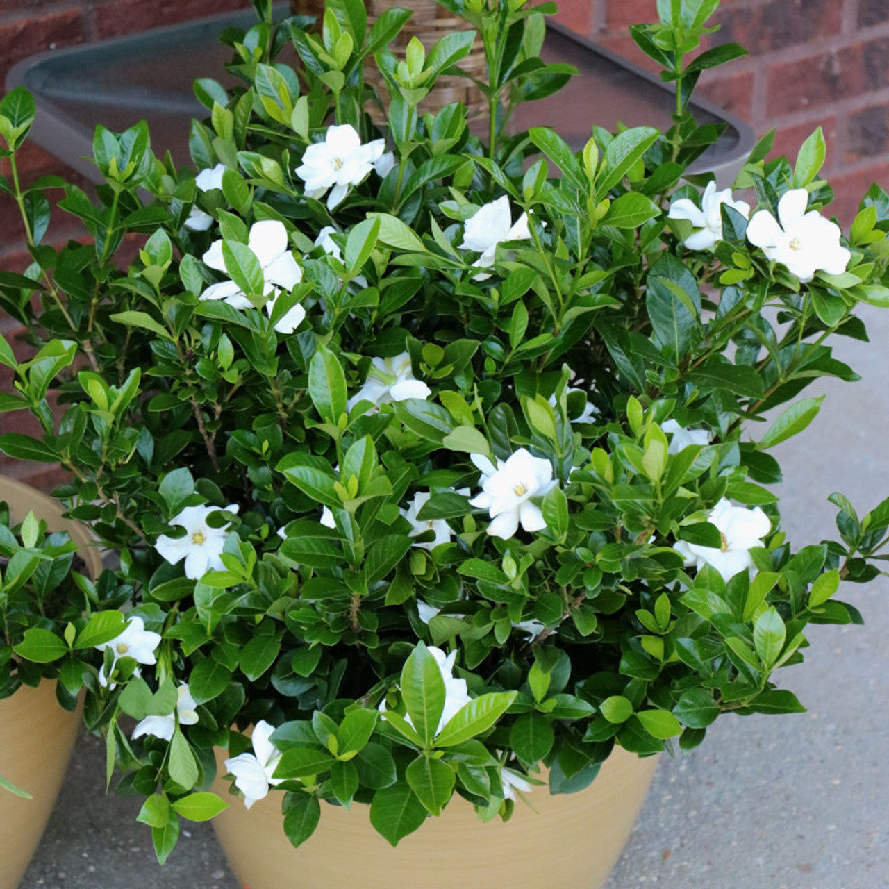 SWEET STAR GARDENIA 2gal
