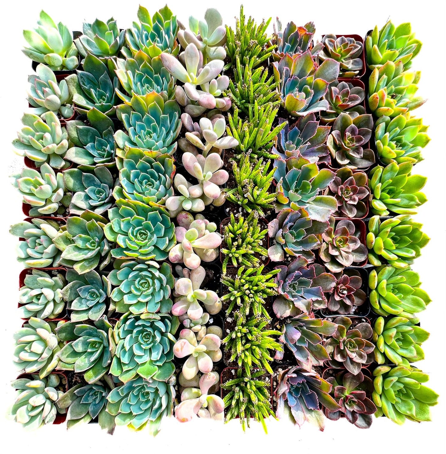 64 Assorted 2 Inch Succulent Tray