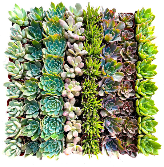 64 Assorted 2 Inch Succulent Tray