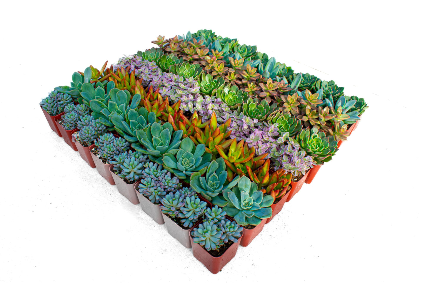 64 Assorted 2 Inch Succulent Tray