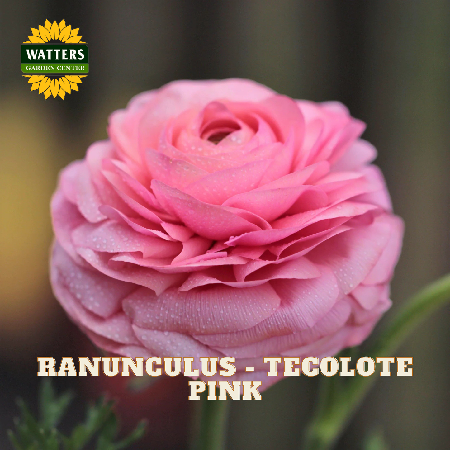 Pink ranunculus flower with blurred green background. Watters Garden Center logo in the upper left corner.