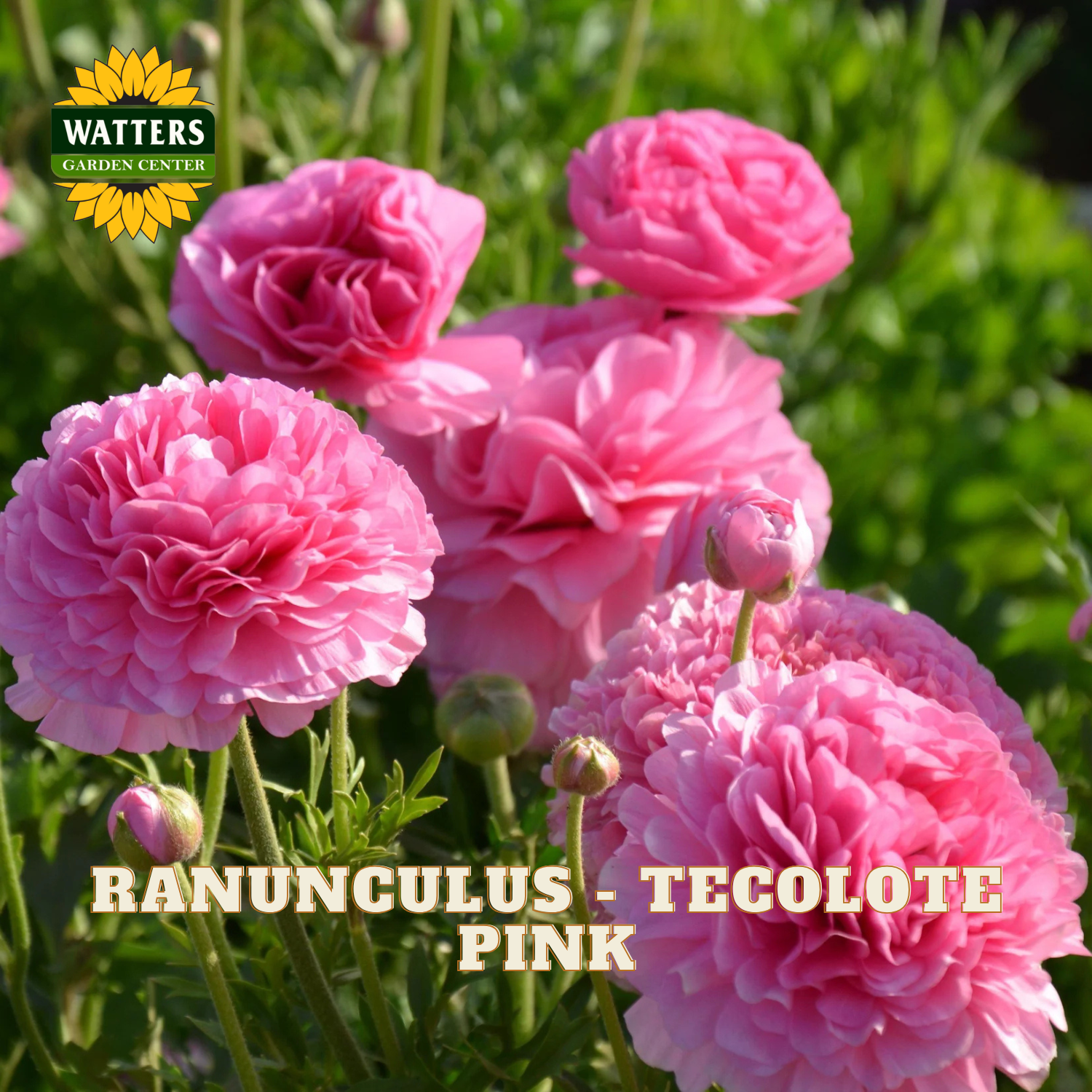 Pink ranunculus flowers in the garden with Watters Garden Center logo in upper left corner.