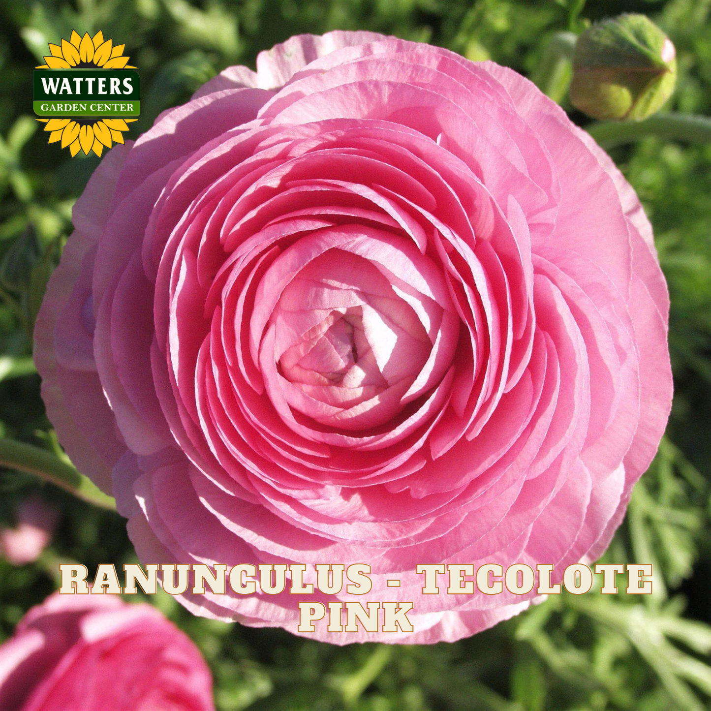 Close up of pink ranunculus bloom against green leaves in the background. Watters Garden Center logo in upper left corner.