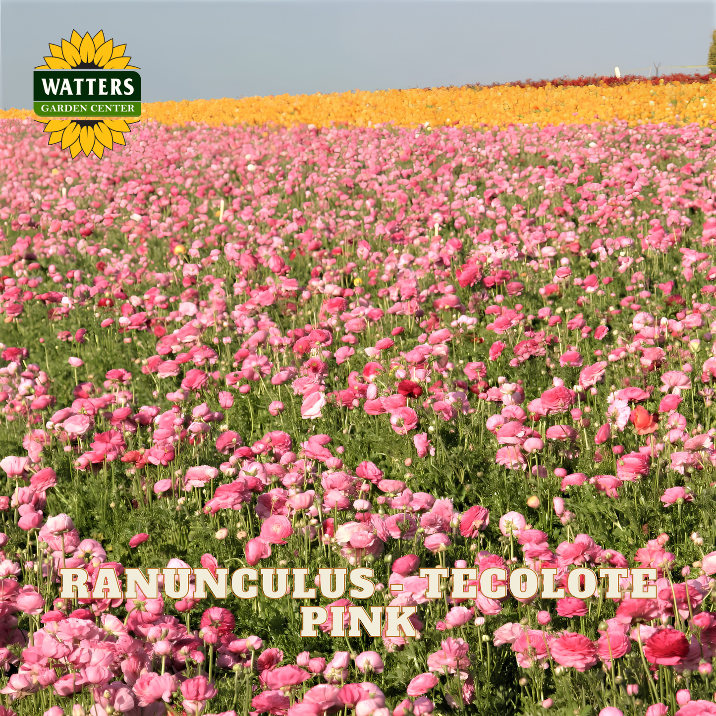 Field of pink ranunculus blooms with Watters Garden Center logo in the upper left corner.