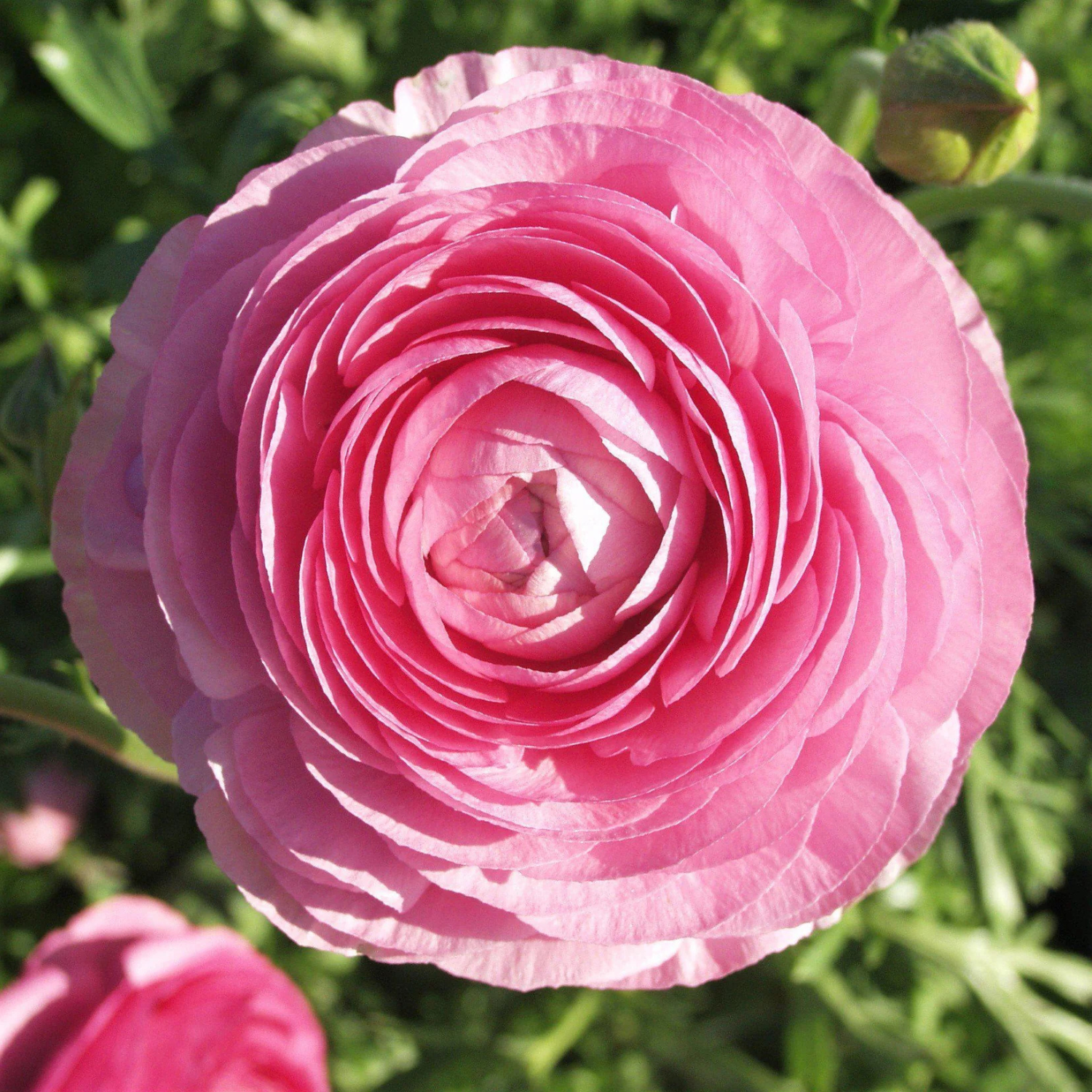 Closeup of pink Ranunculus flower against green garden.