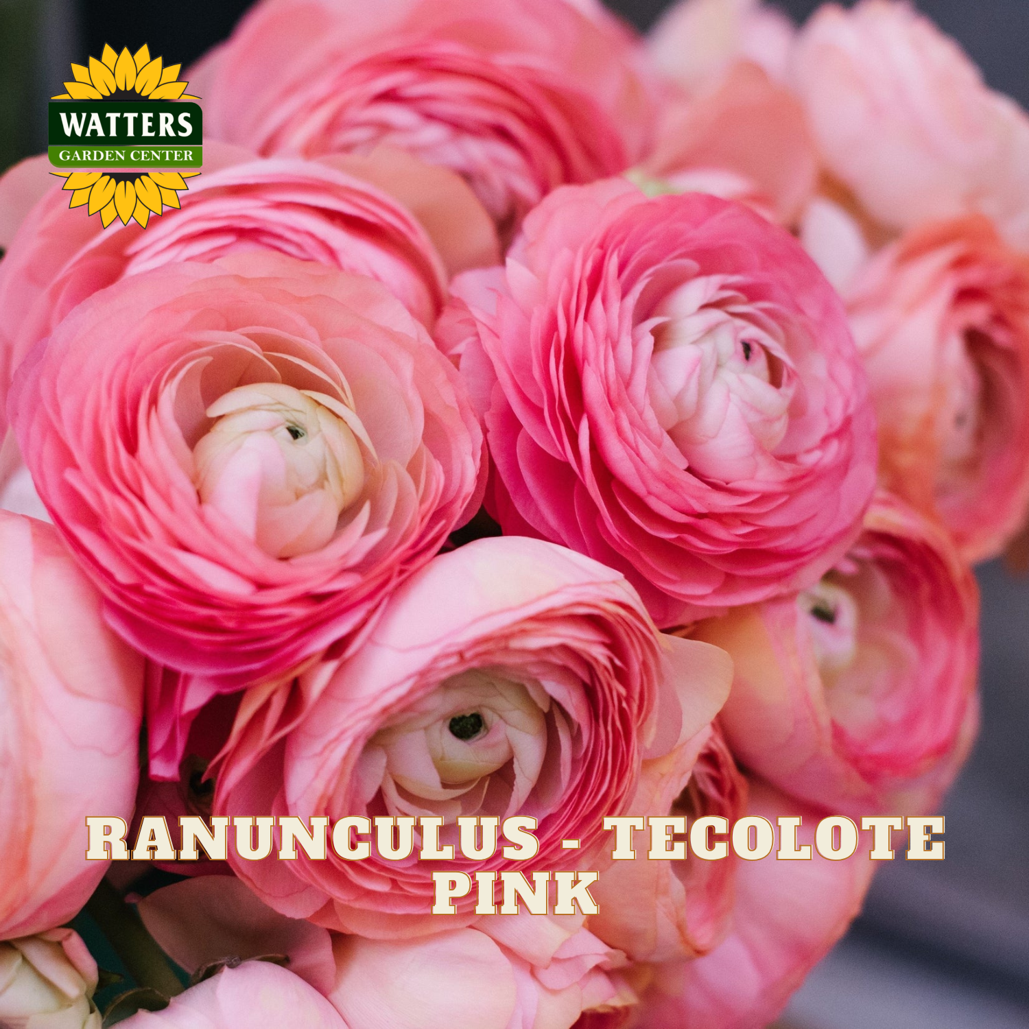 Pink ranunculus flowers up close with Watters Garden Center logo in the upper left corner.