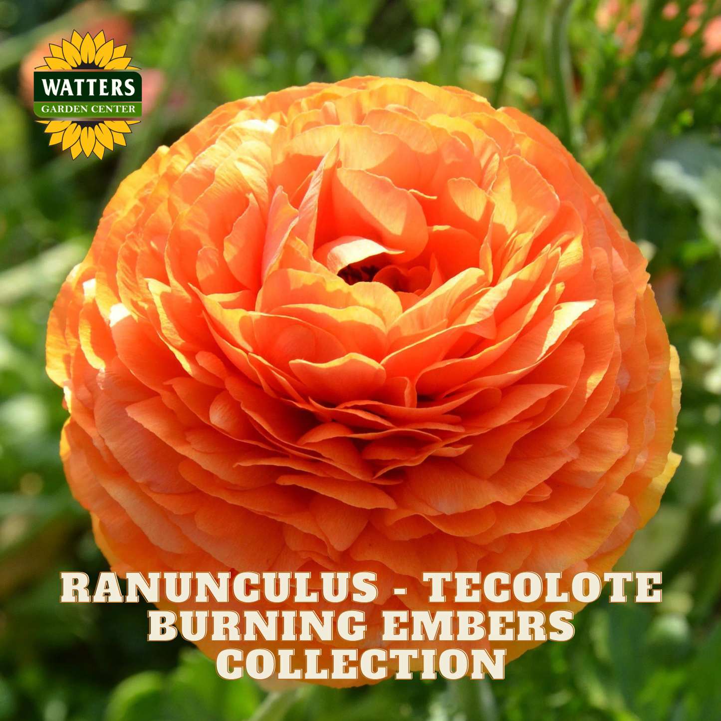 Orange flowers of ranunculus. Watters Garden Center logo in the upper left corner.