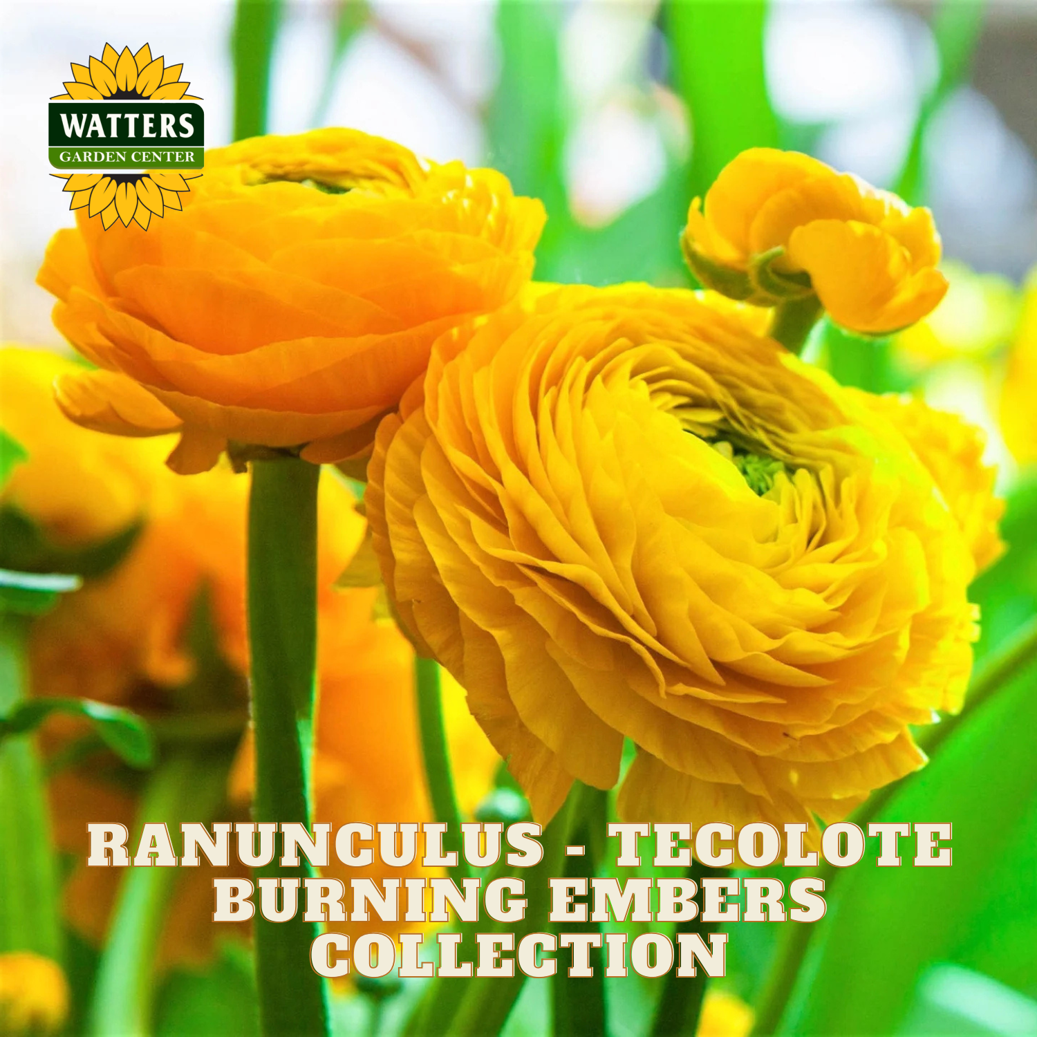 Yellow flowers of ranunculus. Watters Garden Center logo in the upper left corner.