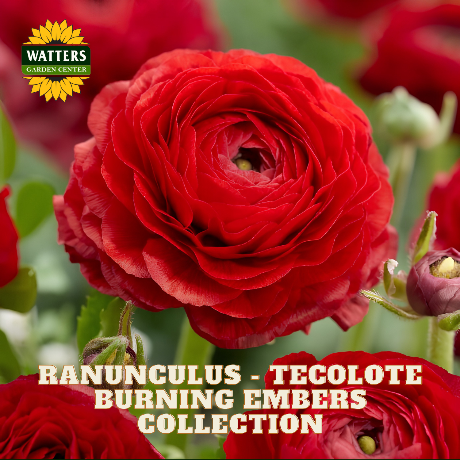 Red flowers of ranunculus. Watters Garden Center logo in the upper left corner.