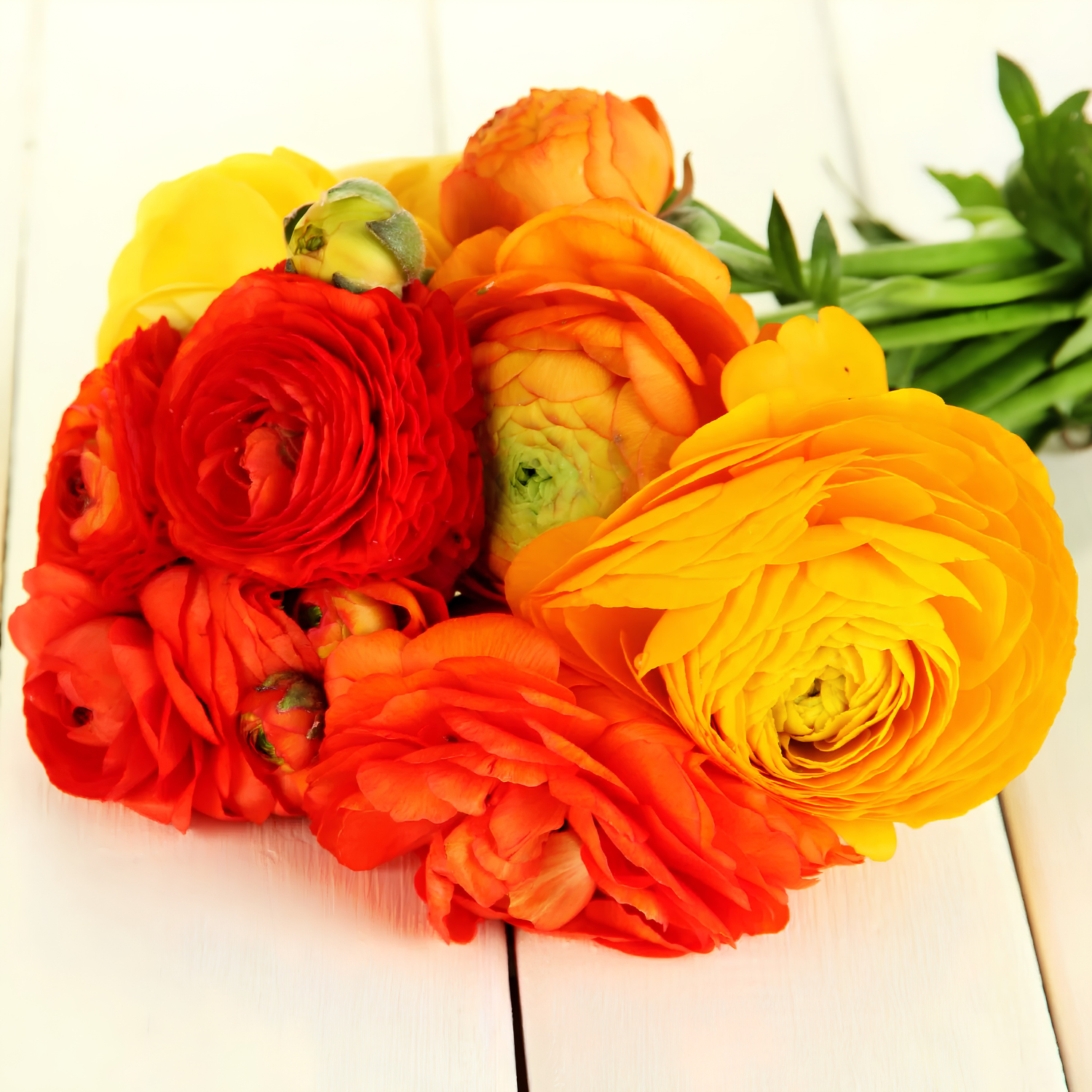 Red, yellow, and orange flowers of ranunculus.