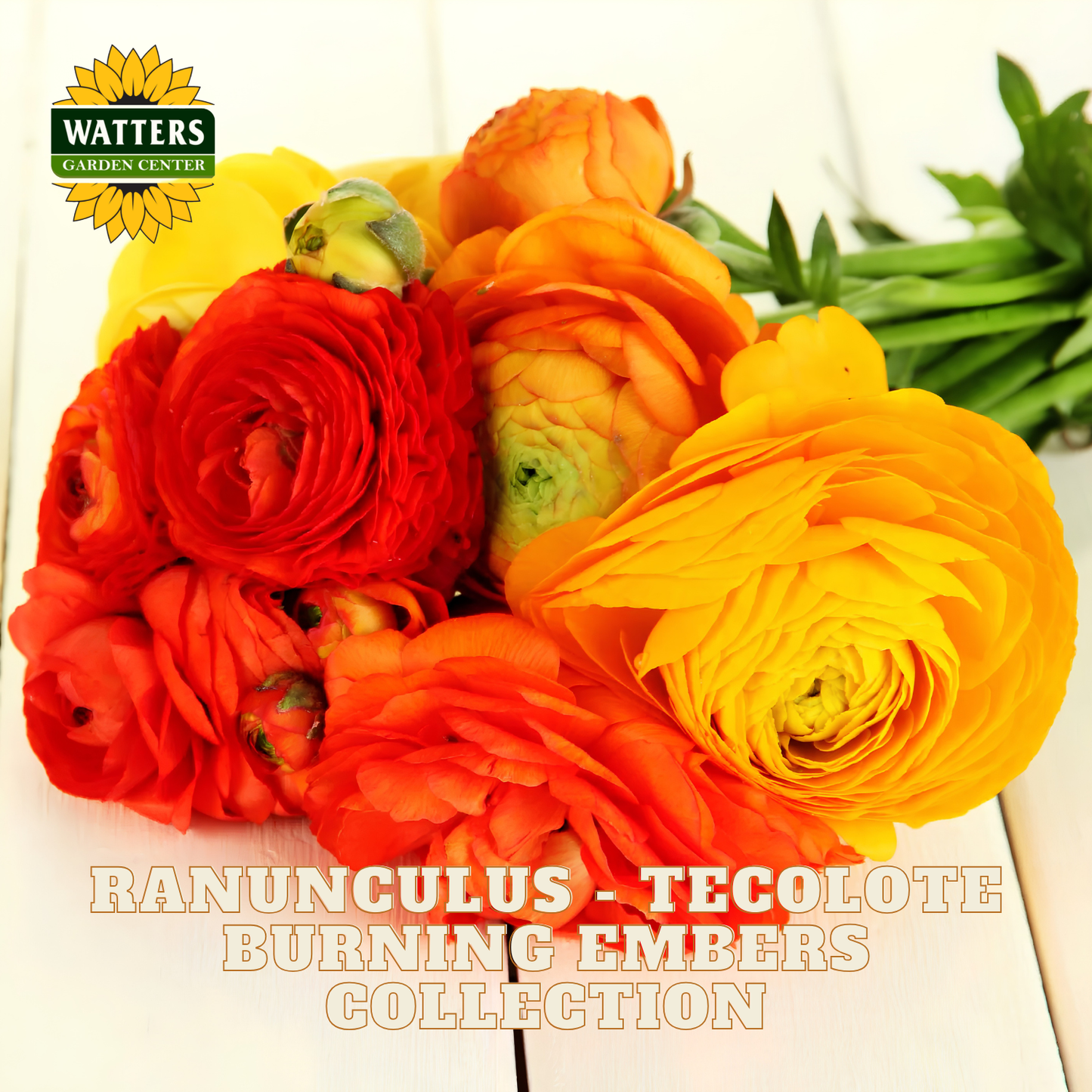 Red, yellow, and orange flowers of ranunculus. Watters Garden Center logo in the upper left corner.