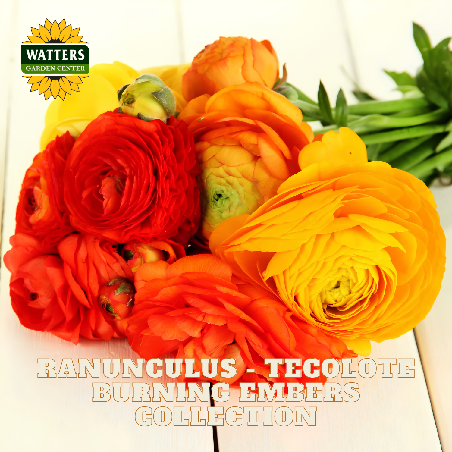 Red, yellow, and orange flowers of ranunculus. Watters Garden Center logo in the upper left corner.