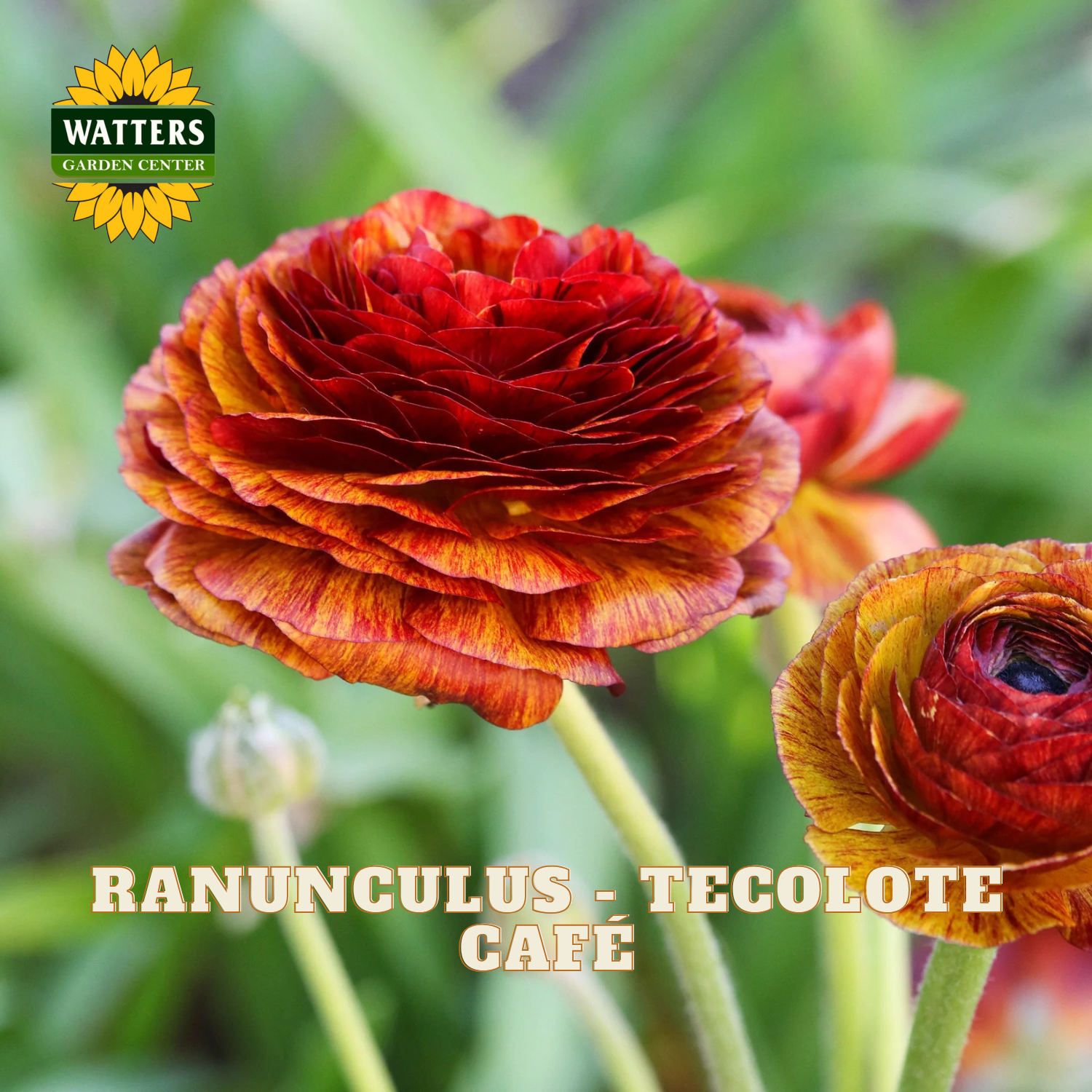 Red, yellow, and orange flowers of ranunculus. Watters Garden Center logo in the upper left corner.