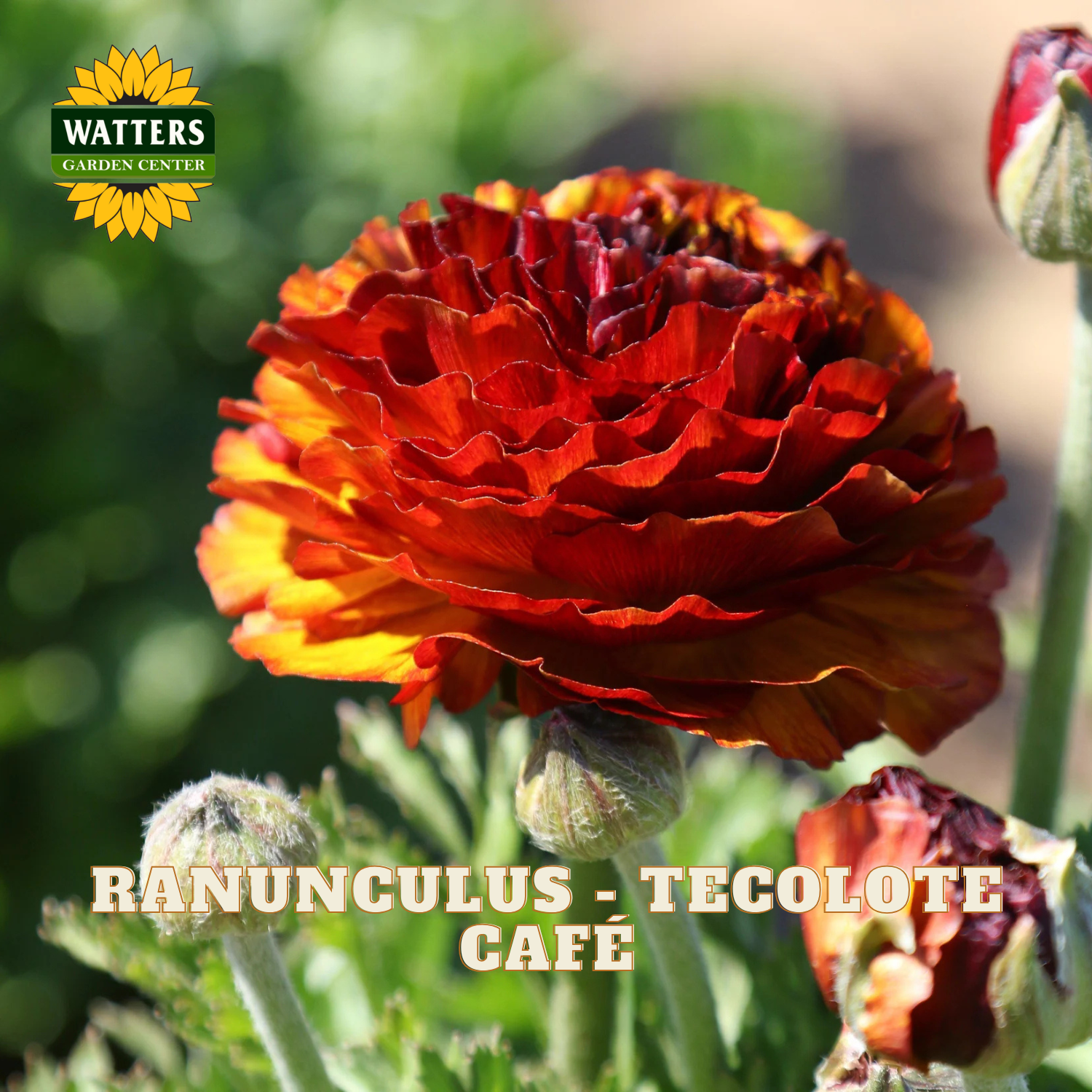 Red-orange flowers of ranunculus. Watters Garden Center logo in the upper left corner.