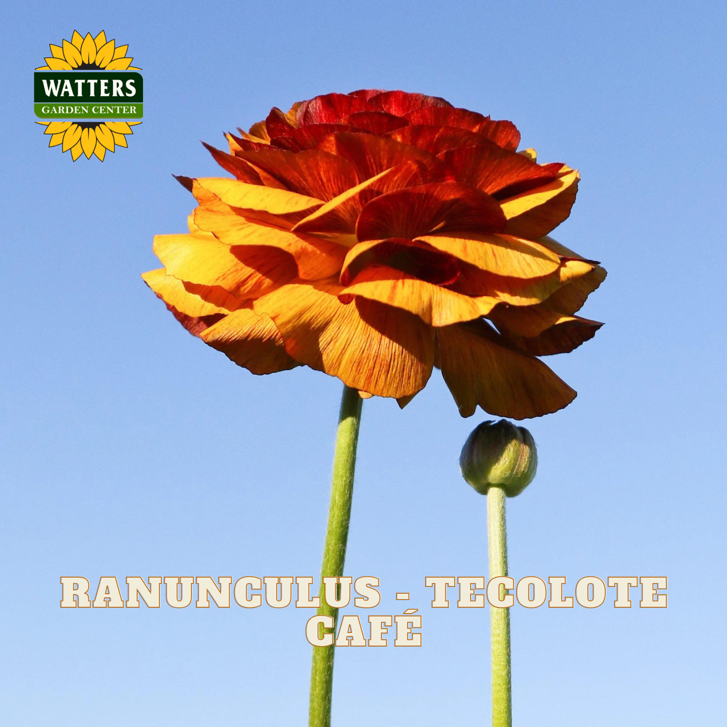 Red-orange flowers of ranunculus. against blue sky. Watters Garden Center logo in the upper left corner.
