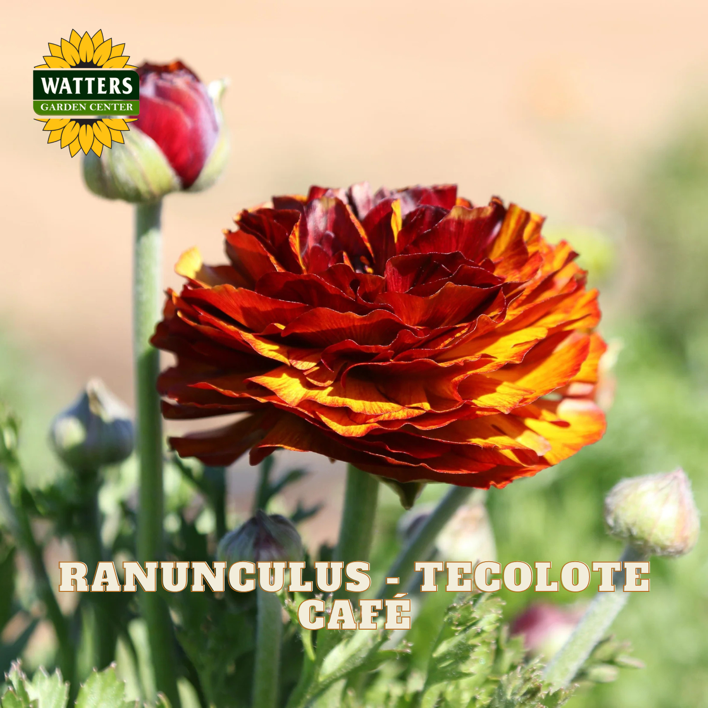 Red-orange flowers of ranunculus. Watters Garden Center logo in the upper left corner.