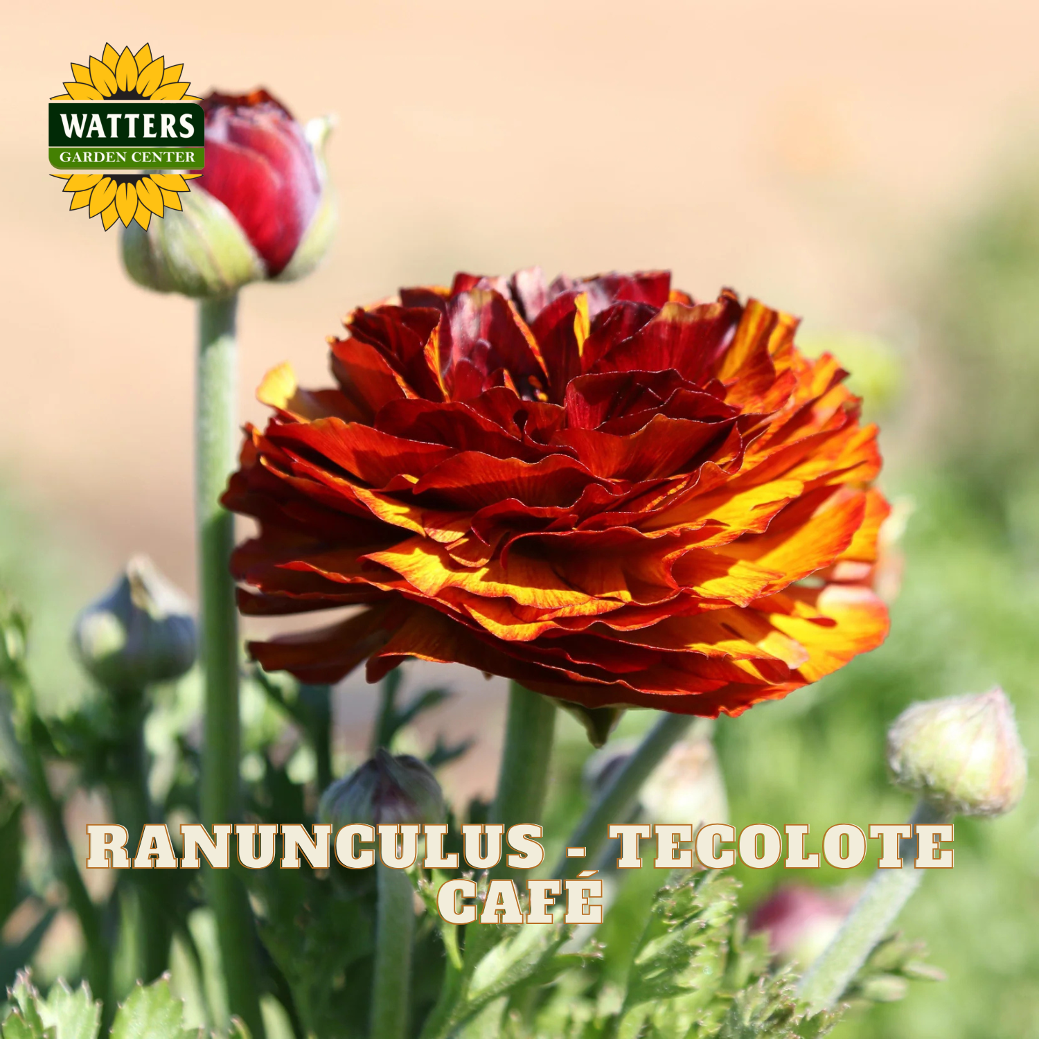 Red-orange flowers of ranunculus. Watters Garden Center logo in the upper left corner.