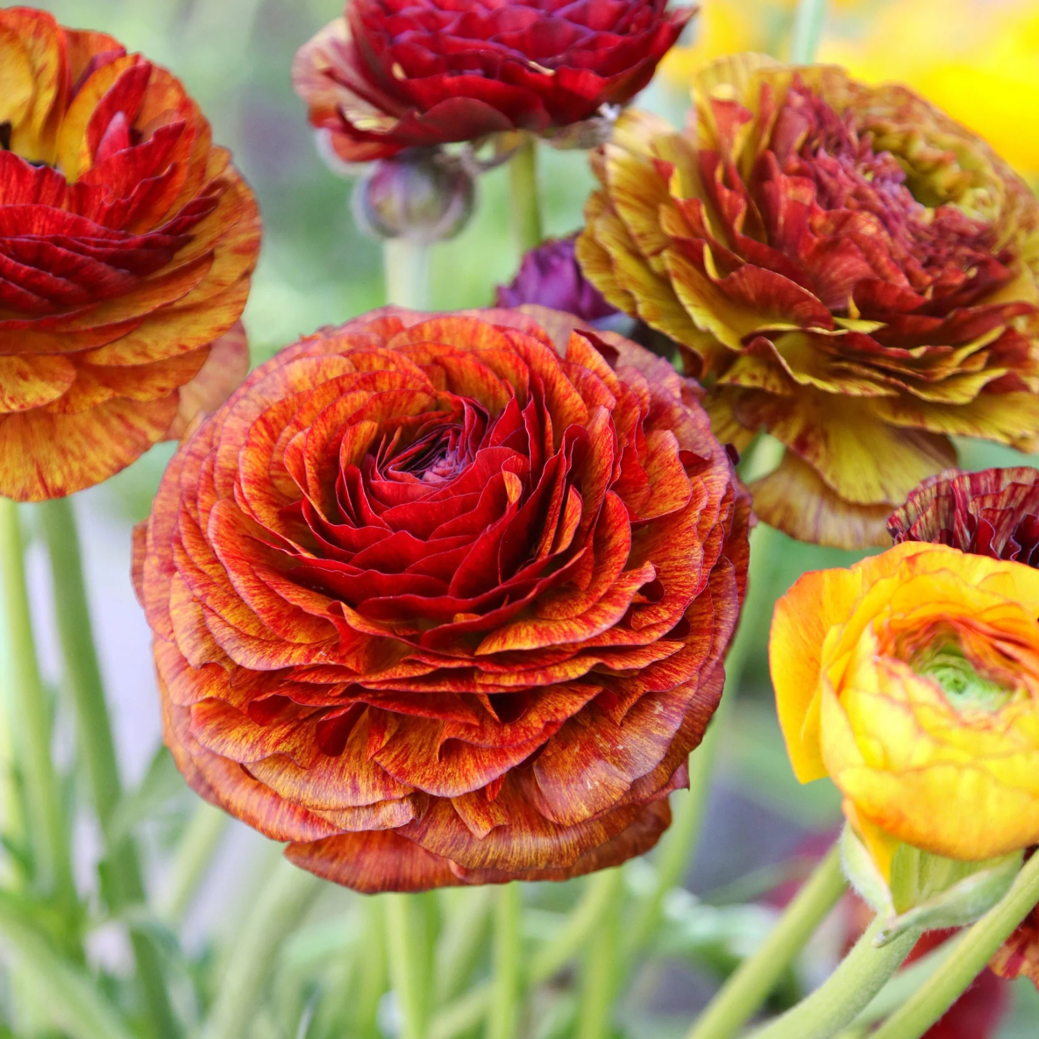 Red, yellow, and orange flowers of ranunculus. 