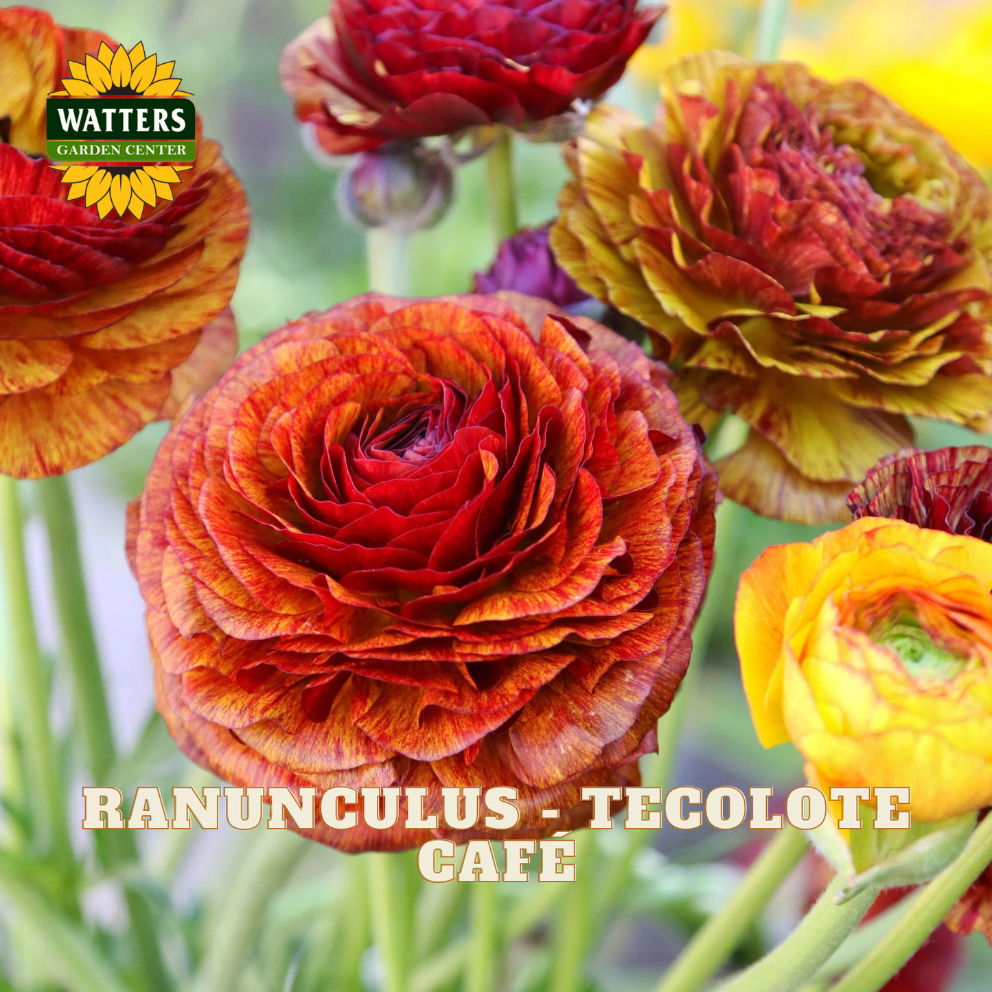 Red, yellow, and orange flowers of ranunculus. Watters Garden Center logo in the upper left corner.