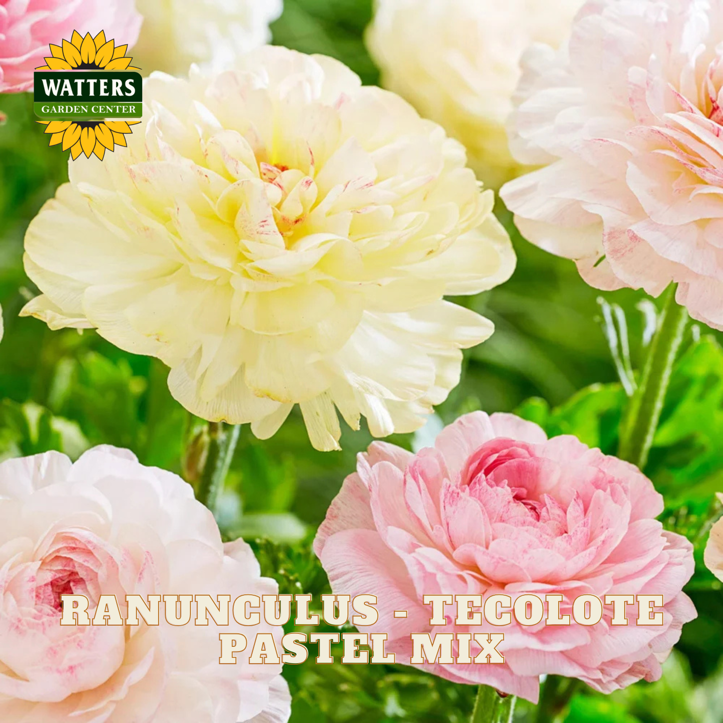 Ranunculus flowers in pastel colors with Watters Garden Center branding.