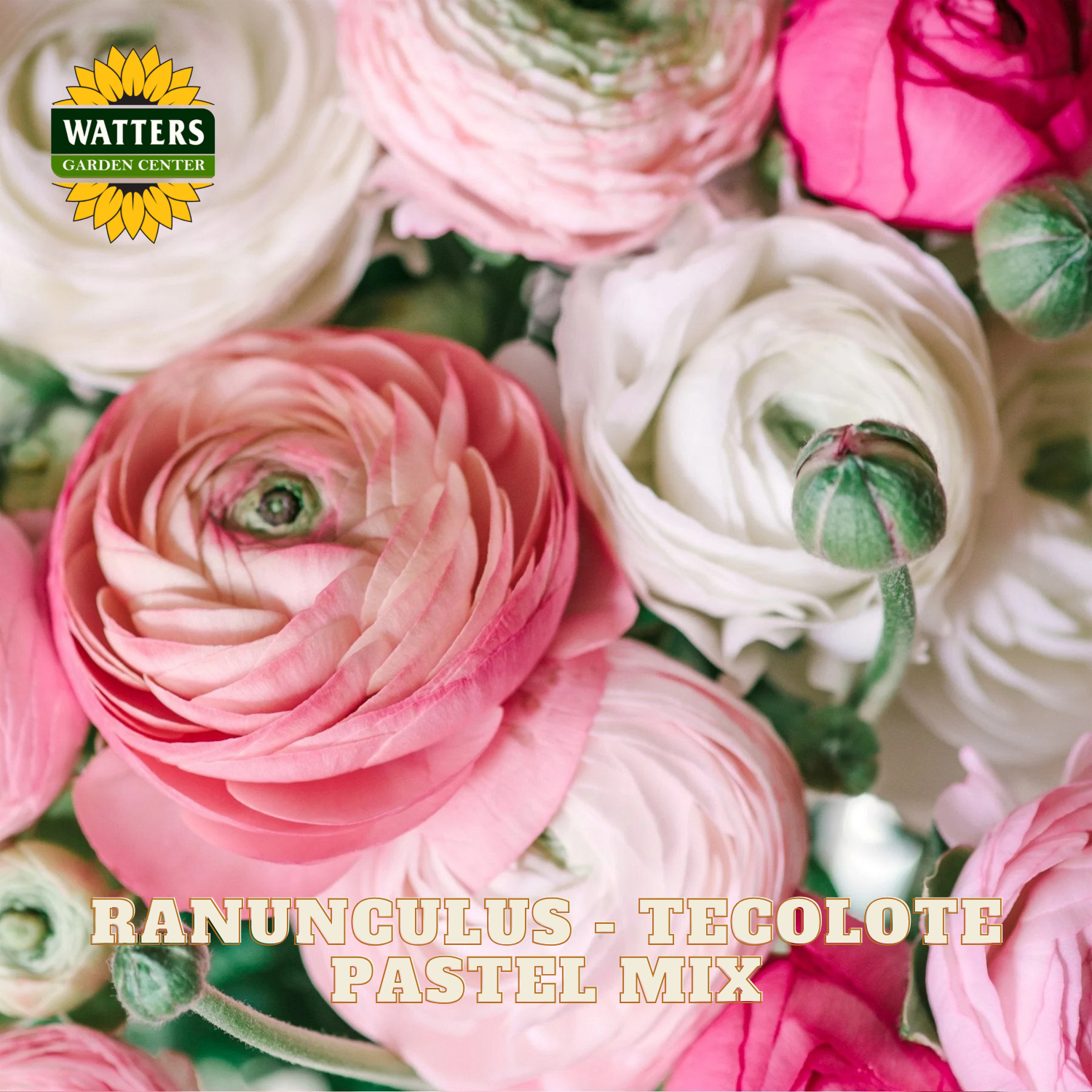 Close-up of pink and white ranunculus flowers with Watters Garden Center logo.