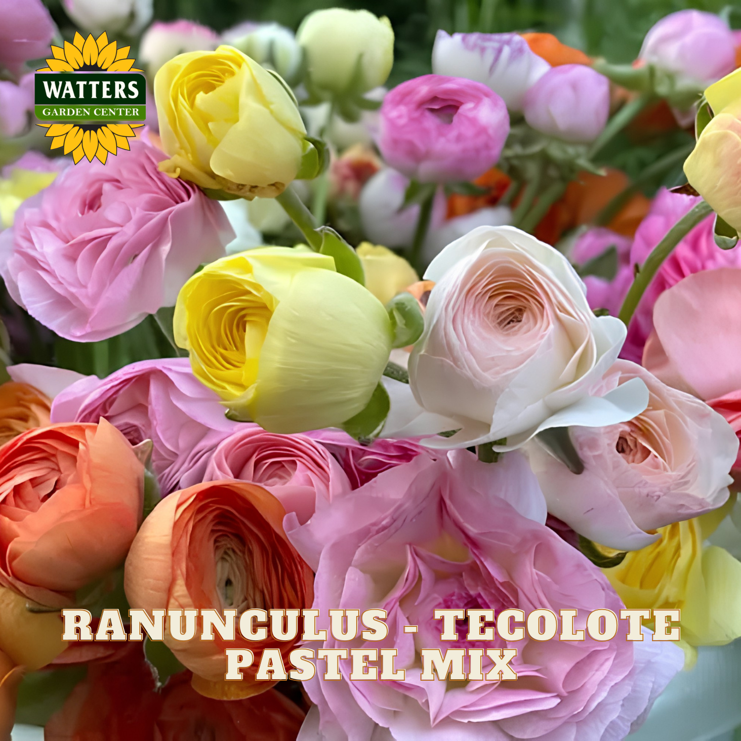 Bouquet of ranunculus flowers in pastel colors with Watters Garden Center logo.