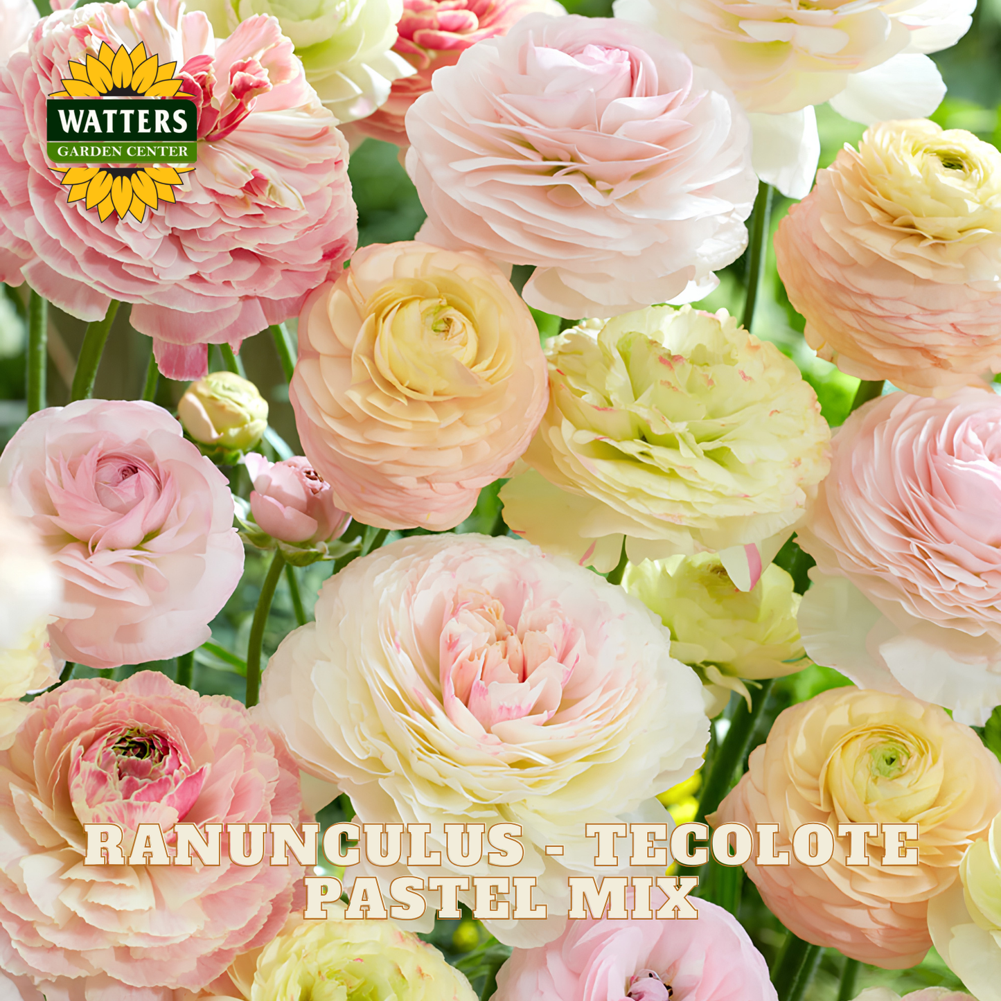 Pastel pink and yellow ranunculus flowers with Watters Garden Center logo.