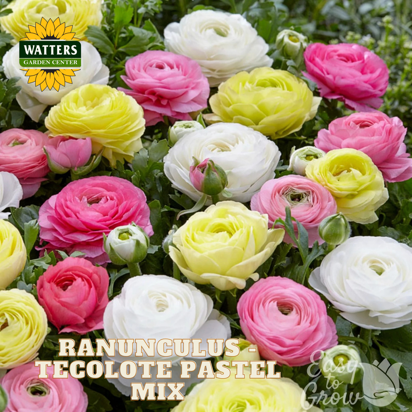 Colorful ranunculus flowers with Watters Garden Center branding.
