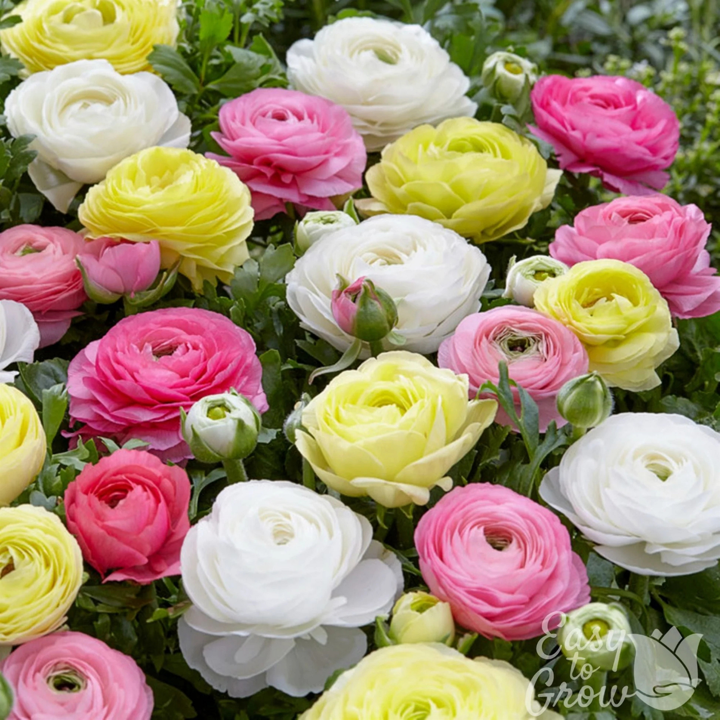Colorful flowers including pink, yellow, and white Ranunculus in a garden setting.