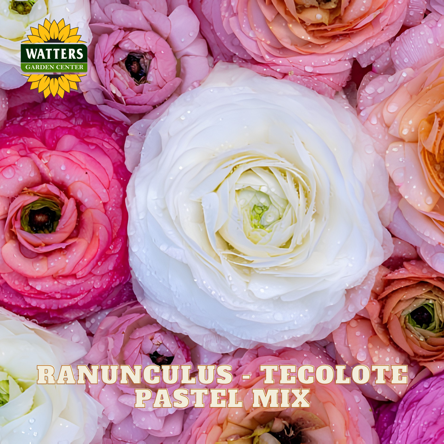 Close-up of pink and white ranunculus flowers with Watters Garden Center logo.