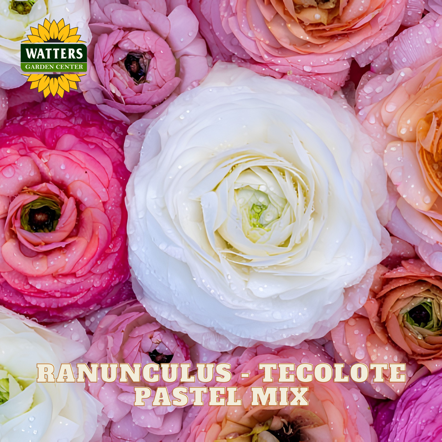 Close-up of pink and white ranunculus flowers with Watters Garden Center logo.