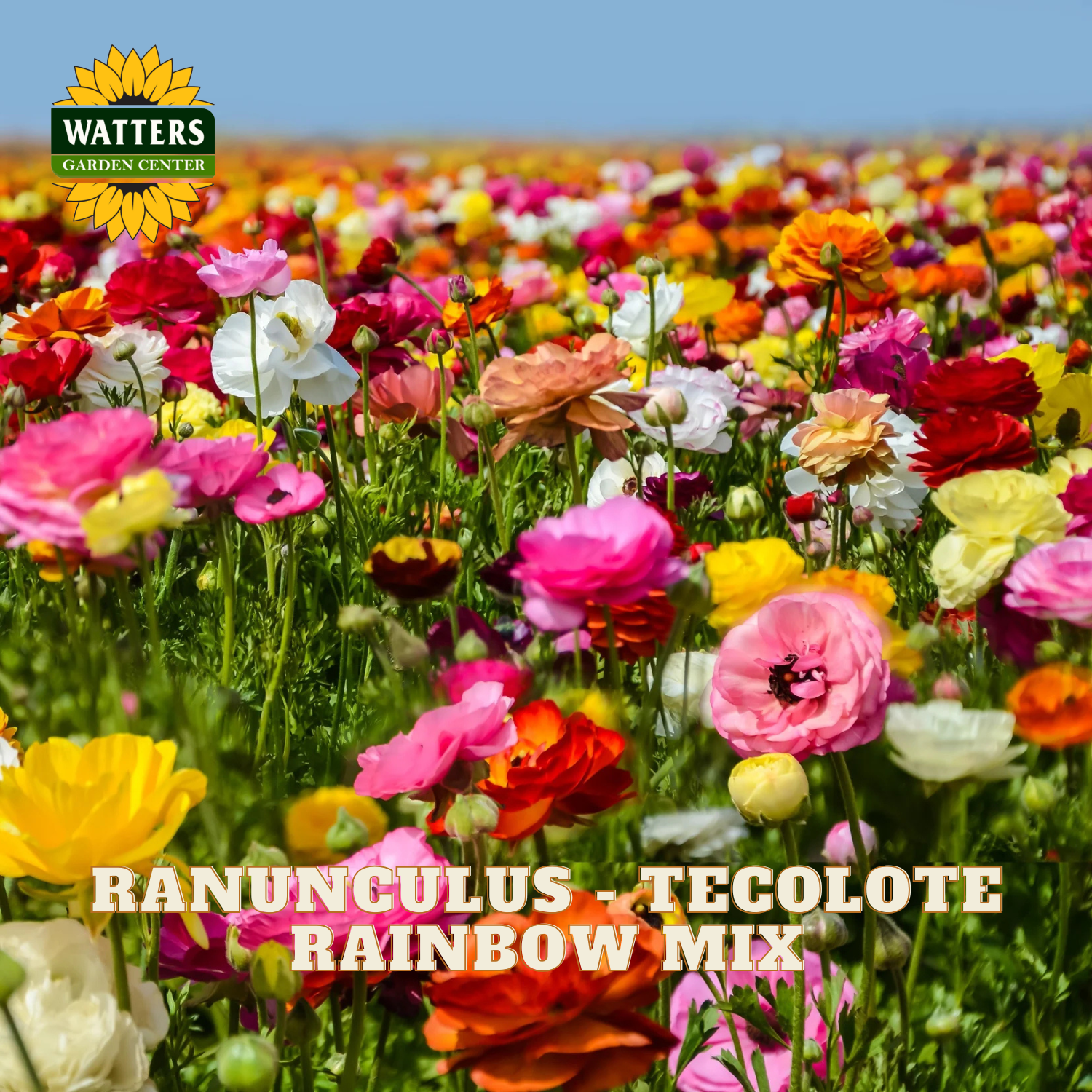 Multicolored ranunculus flowers in a field. Watters Garden Center logo in the upper left corner.