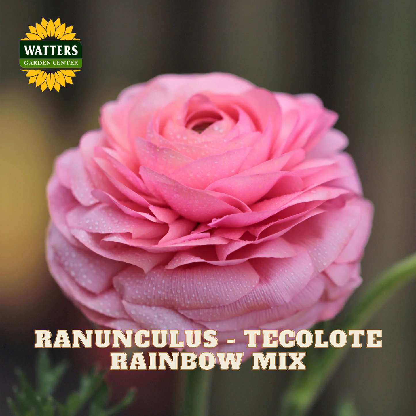 Pink ranunculus flowers with a blurred green background. Watters Garden Center logo in the upper left corner.