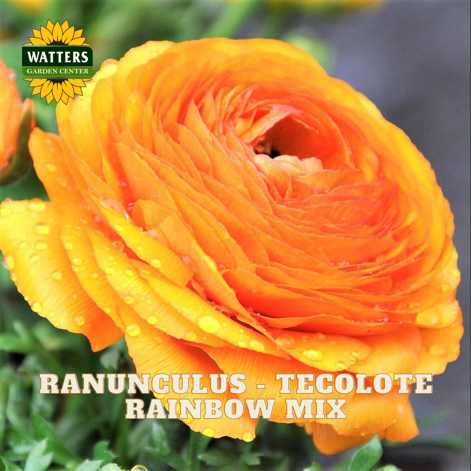 Yellow ranunculus flowers with a blurred green background. Watters Garden Center logo in the upper left corner.