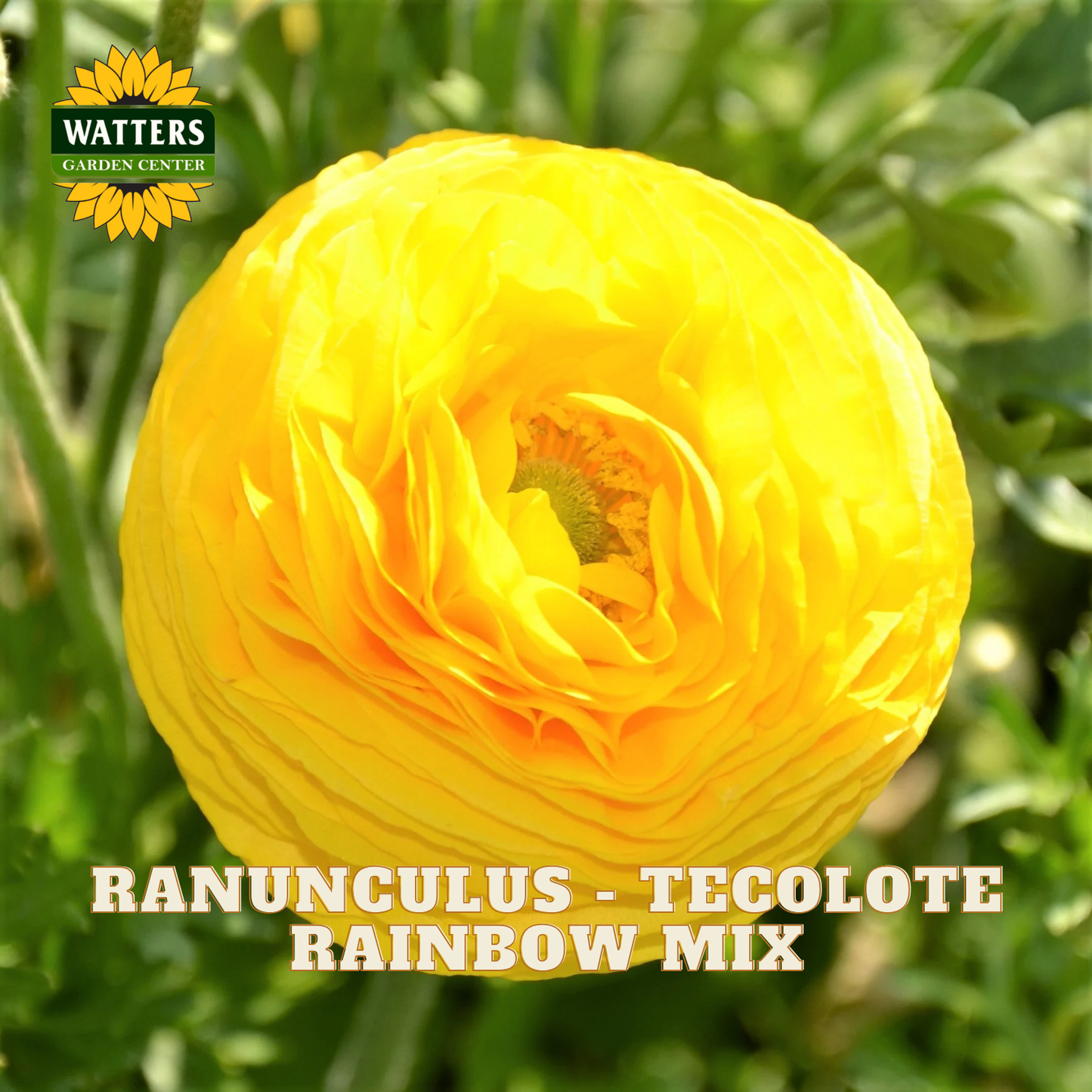 Yellow ranunculus flowers with a blurred green background. Watters Garden Center logo in the upper left corner.