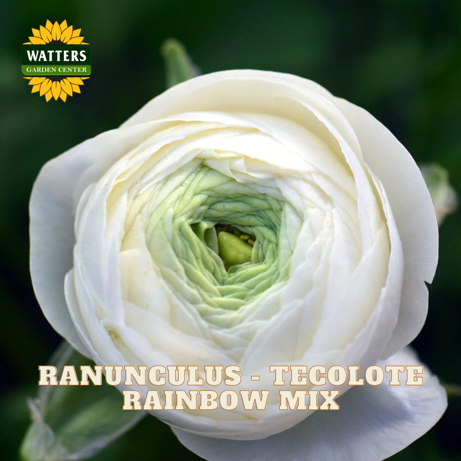 White ranunculus flowers with a blurred green background. Watters Garden Center logo in the upper left corner.