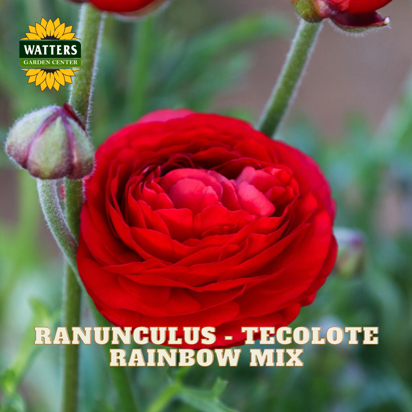 Red ranunculus flowers with a blurred green background. Watters Garden Center logo in the upper left corner.