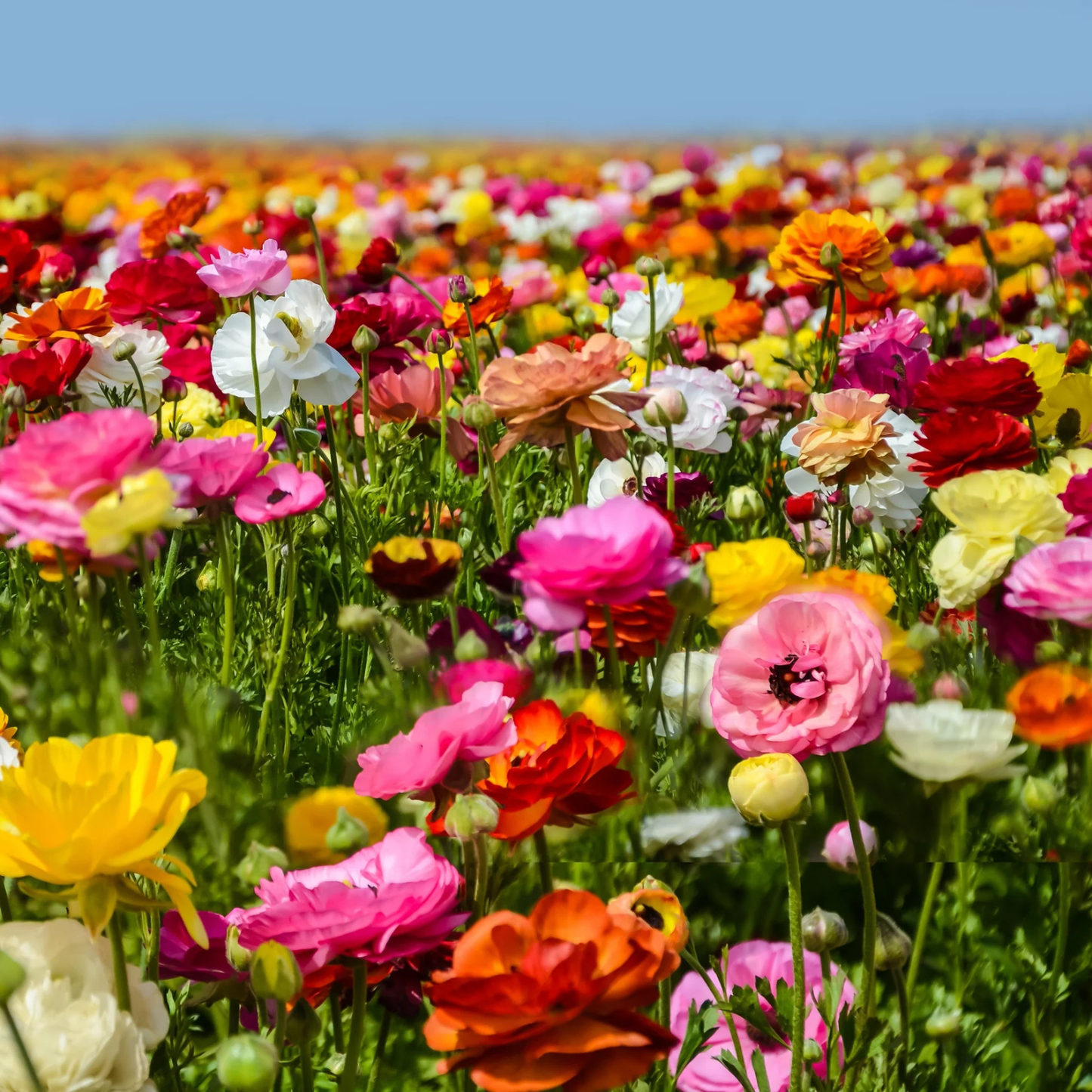 Multicolored ranunculus flowers in a field. Watters Garden Center logo in the upper left corner.