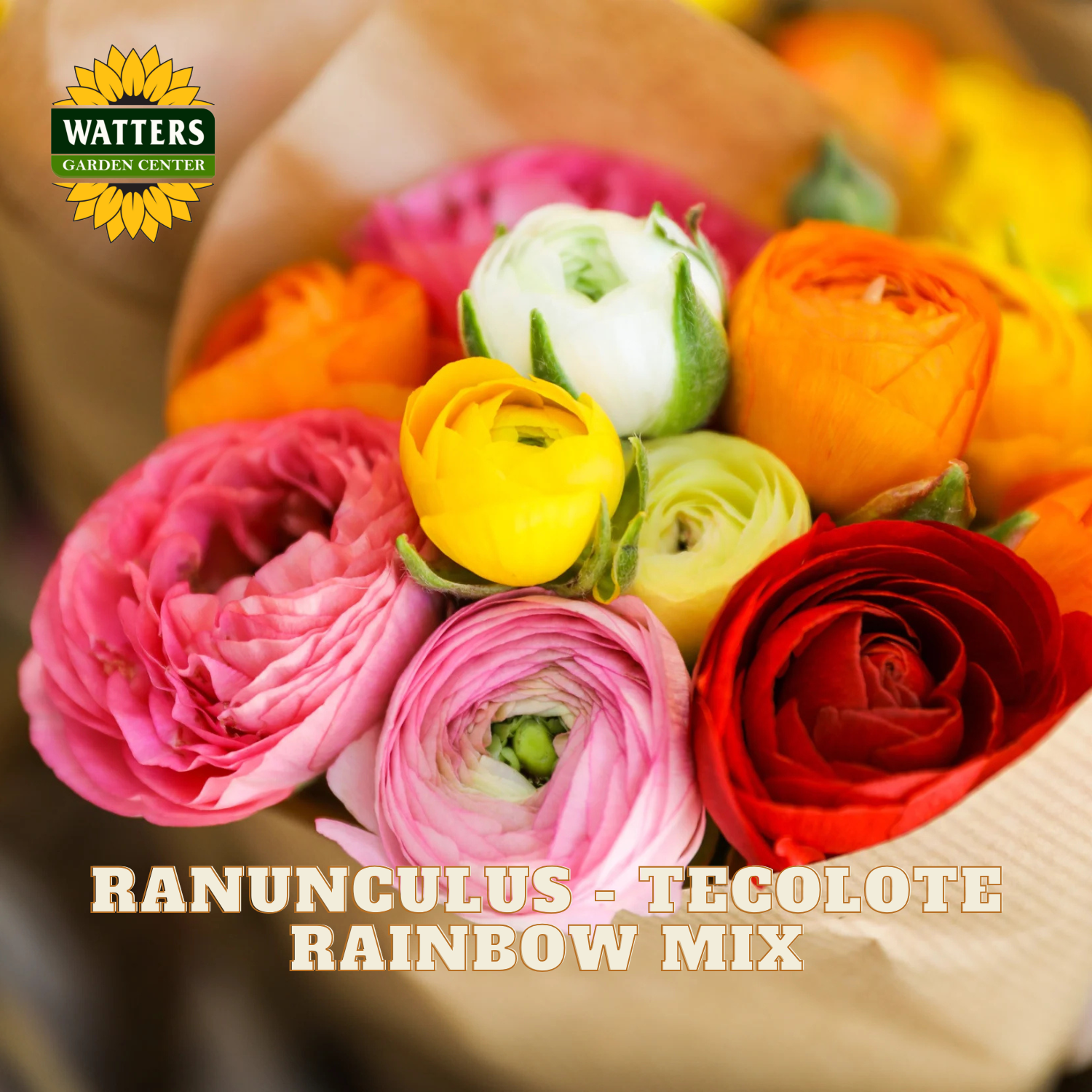 Multicolored ranunculus flowers in a bouquet. Watters Garden Center logo in the upper left corner.