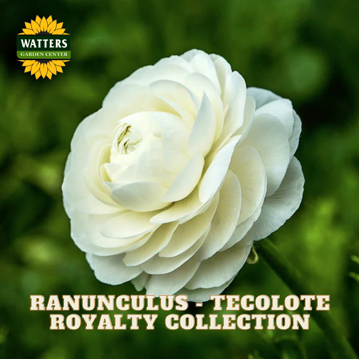 White ranunculus flower with Watters Garden Center branding and text about the 'Tecolote Royalty Collection'.